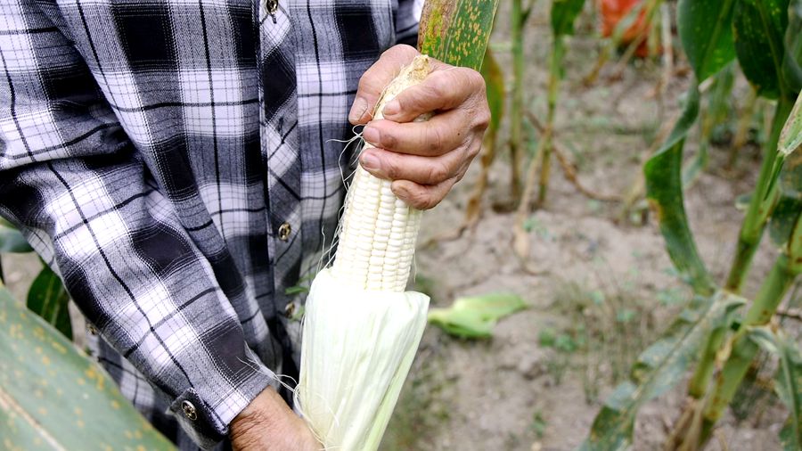 玉米 02_副本.jpg