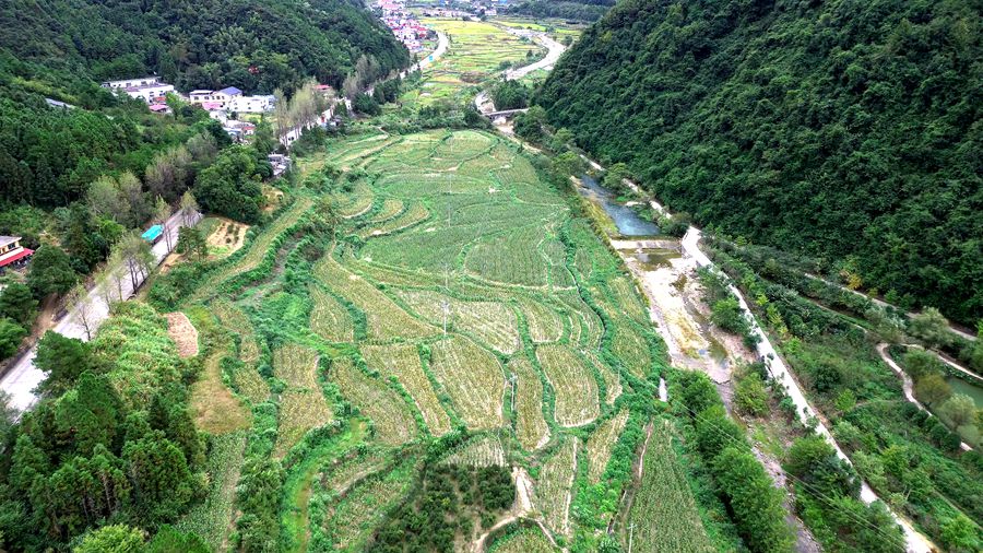 玉米 04_副本.jpg