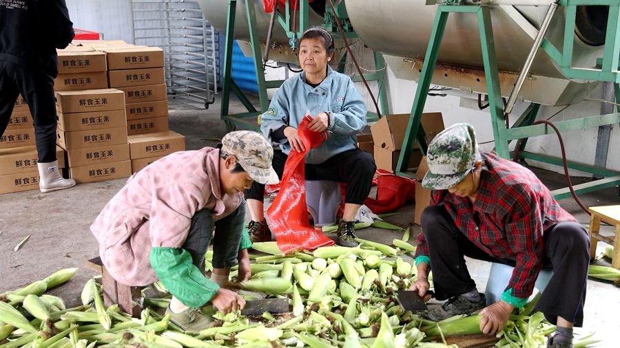 玉米 07_副本.jpg