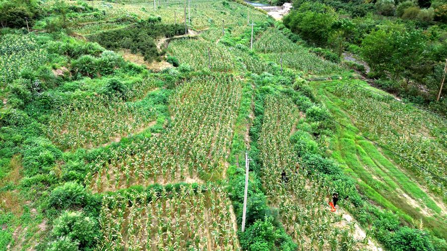 玉米 05_副本.jpg 玉米 05_副本.jpg