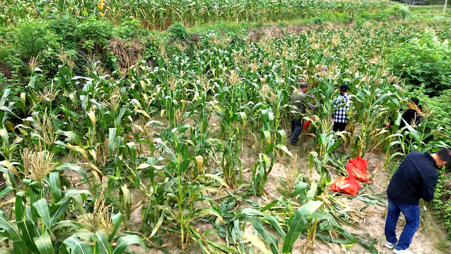 玉米09_副本.png 玉米09_副本.png