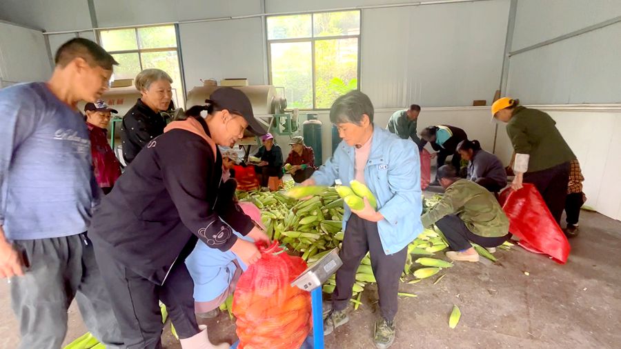 玉米 06_副本.jpg