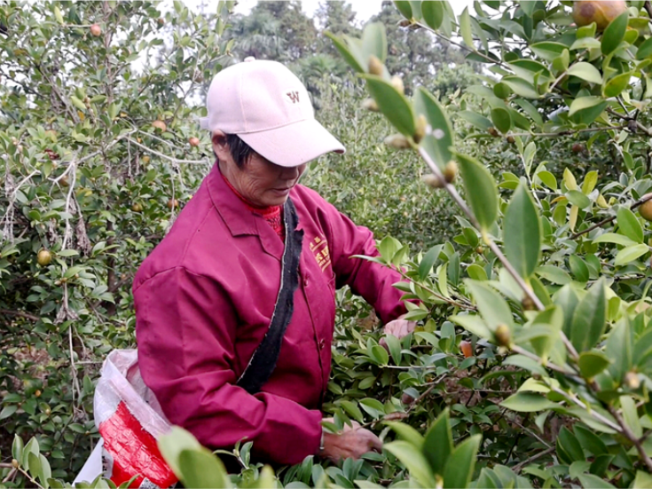 双牌朝阳村：油茶产业“产加销”全链条 结出移民增收“金果果”