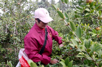 双牌朝阳村：油茶产业“产加销”全链条 结出移民增收“金果果”