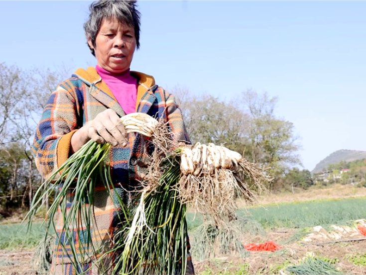 双牌理家坪乡：藠头丰收产销旺 稻藠轮作促增收