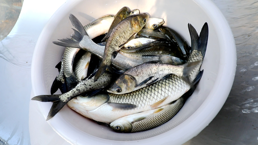 增殖放流 03_副本.png