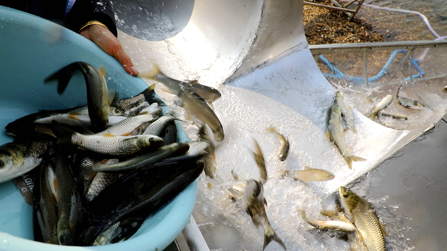 增殖放流 02_副本.png