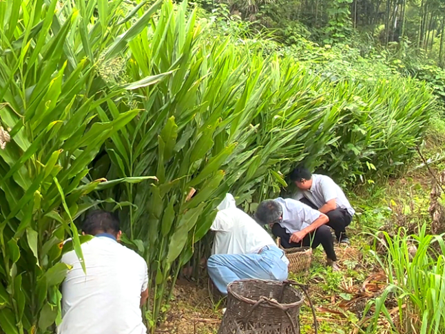 双牌盘大岭村：阳荷丰产遇滞销 农户急盼客商助“深山好物”出山