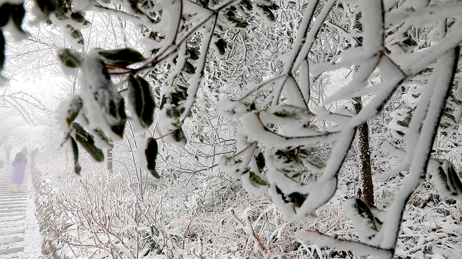 雾凇 03_副本.png