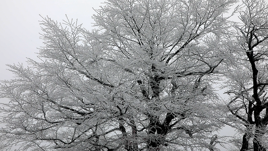 雾凇 05_副本.png