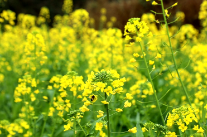 双牌塘底乡：油菜花迎春绽放 农旅融合促增收