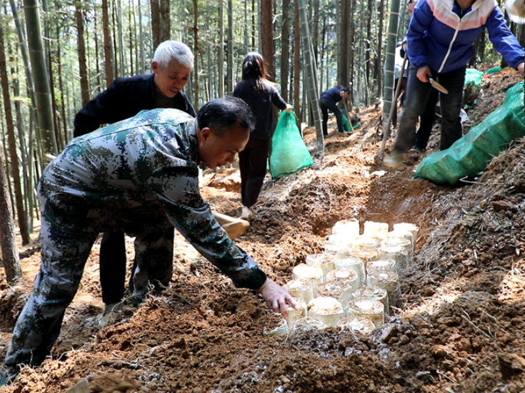 双牌：林下种菌促增收 复合经营绘振兴