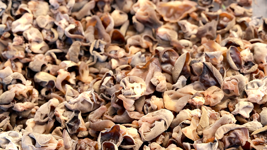 黑木耳 08_副本.png