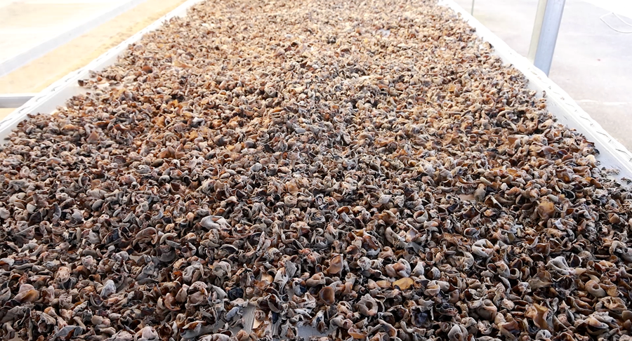 黑木耳 07_副本.png