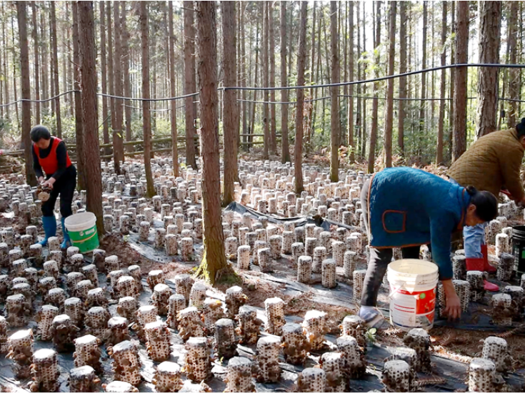 双牌沙背甸村：黑木耳迎采摘旺季 试种项目迎来“开门红”