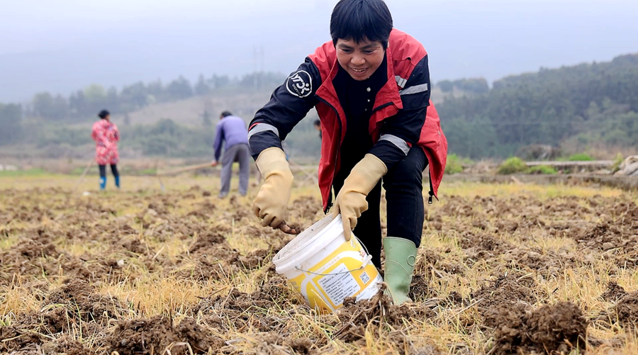 香芋 09_副本.png