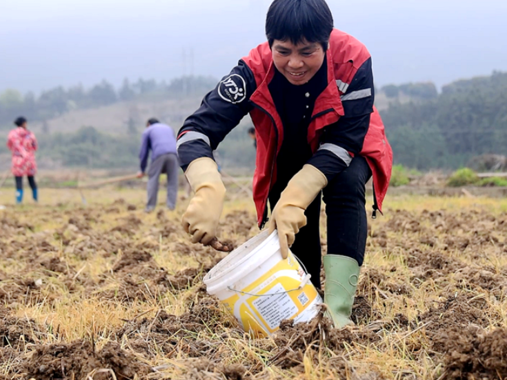 双牌：抢抓农时种香芋 特色产业促增收