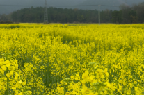 双牌五里牌镇青山里村：百亩油菜花开正盛 绘就乡村振兴新画卷