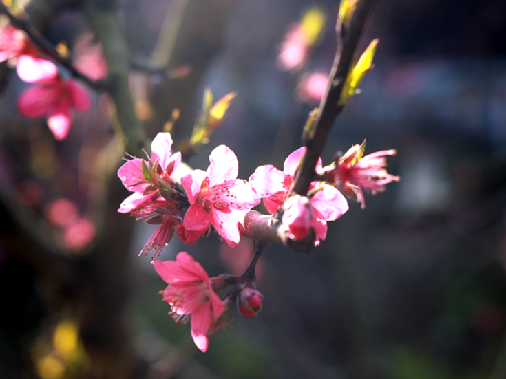 双牌盘家村：桃花朵朵开 有“颜”又有“钱”