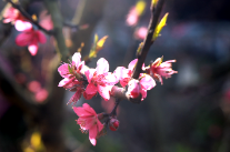 双牌盘家村：桃花朵朵开 有“颜”又有“钱”