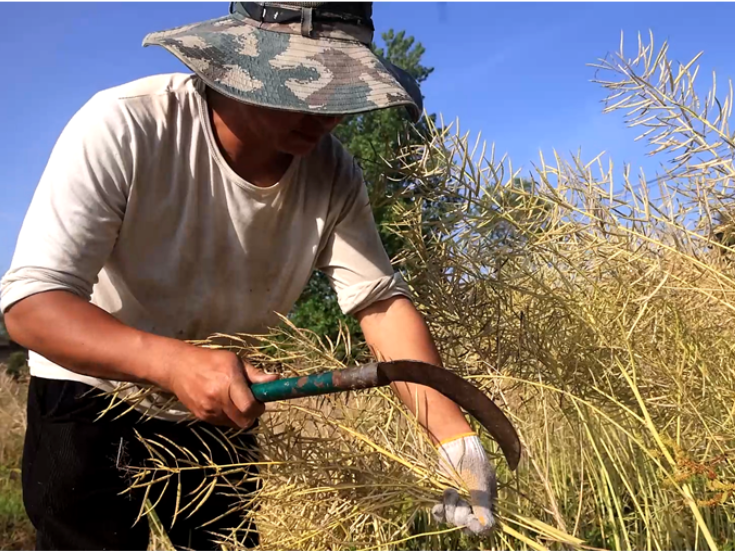 双牌花坪村：油菜籽迎来丰收季 传统手工打籽忙