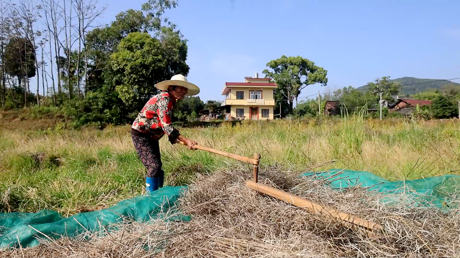 油菜籽 05_副本.png