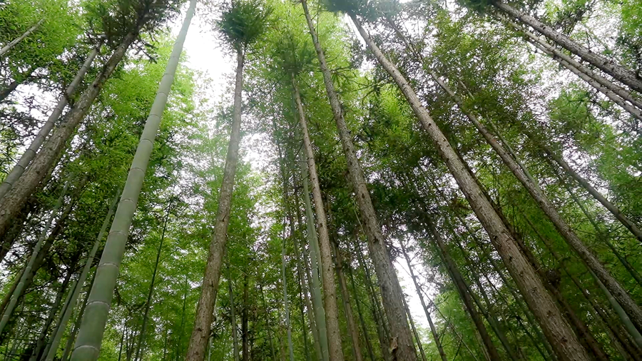 蘑菇 08_副本.png 蘑菇 08_副本.png