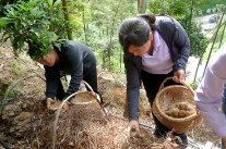 双牌何家洞镇：林下种菌菇 竹林生金助振兴