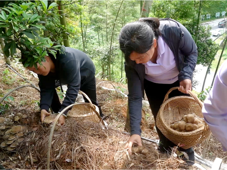 双牌何家洞镇：林下种菌菇 竹林生金助振兴