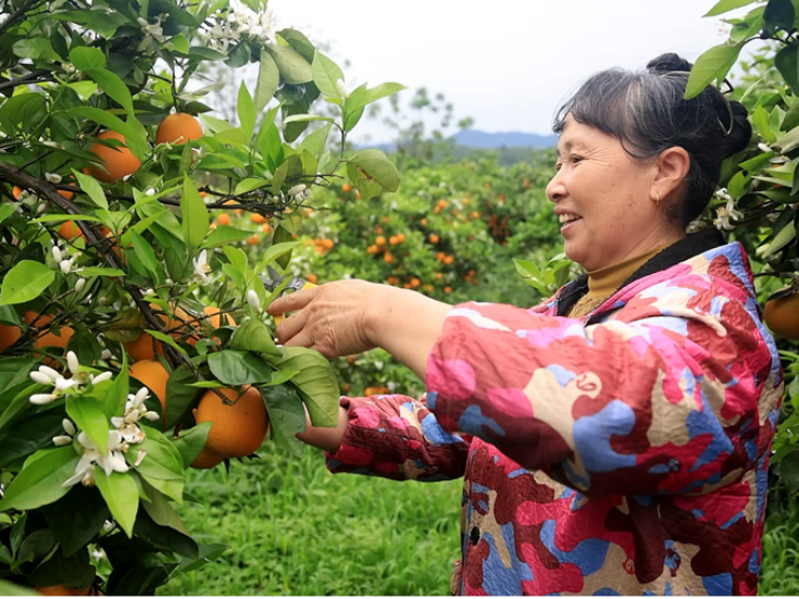 双牌花坪村：夏橙迎来上市季 采摘游玩引客来