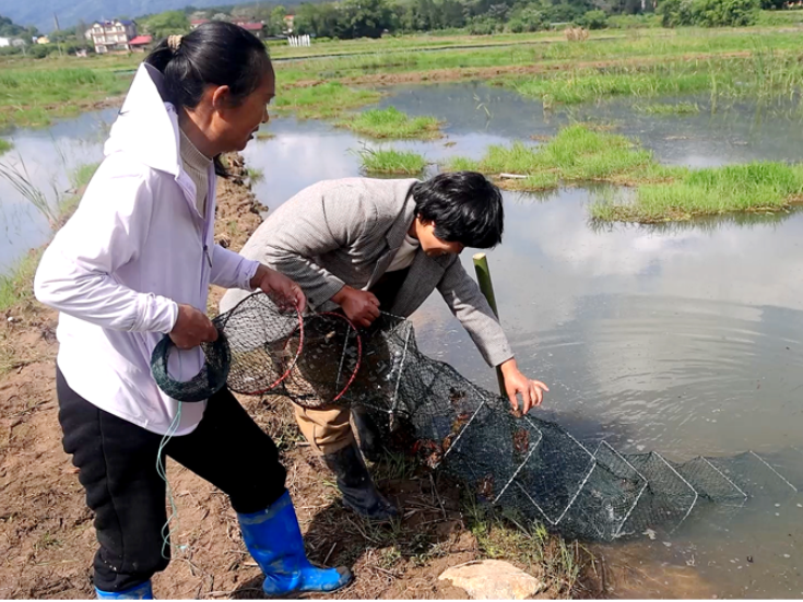 双牌全家洲村：小龙虾抢鲜上市 虾稻轮作助农增收