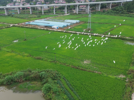 双牌：白鹭翩飞稻田间 生态田园入画来