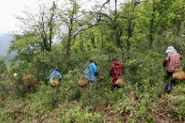 双牌：谷雨茶飘香  采出致富路