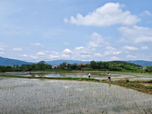 双牌县统计局：用脚步丈量农田 以精准夯实数据