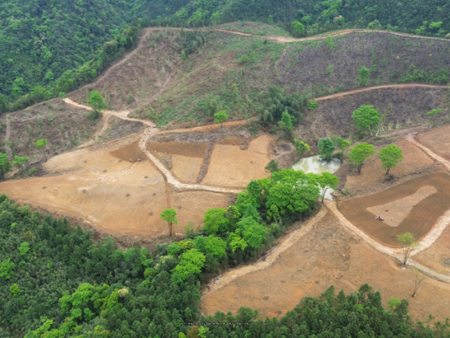双牌：高山虎爪姜春种忙 机械赋能提质效