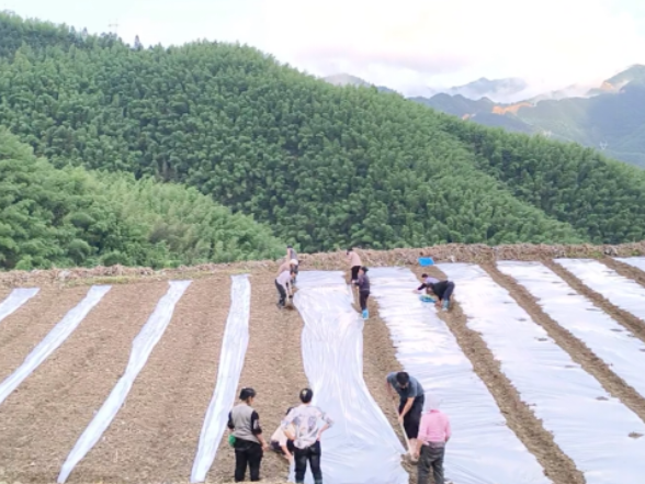 双牌付家湾村：藤茶更新换良种 撂荒地块种出“致富椒”