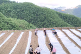 双牌付家湾村：藤茶更新换良种 撂荒地块种出“致富椒”