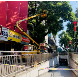 百年古樟“理个发” 居民出行安全了