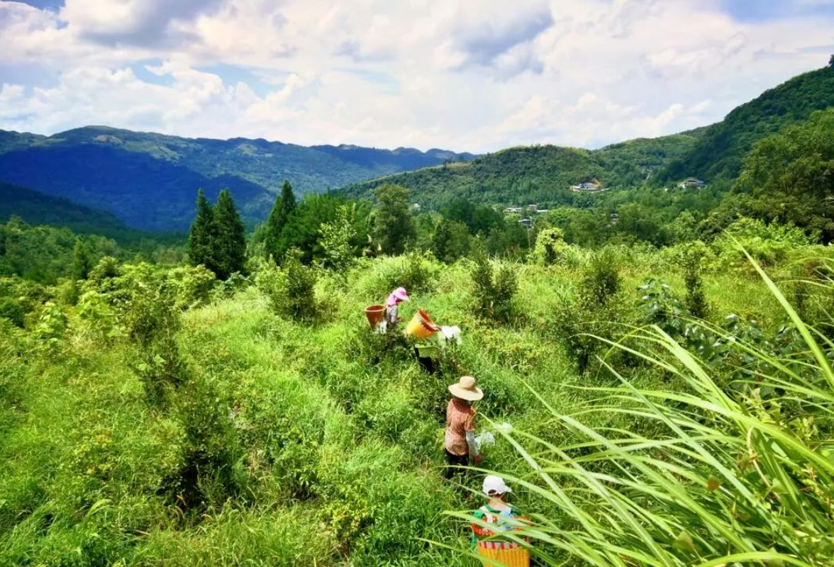 对口帮扶展实效 芙蓉区携手龙山靛房镇共奔致富路