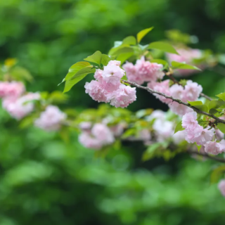 芙蓉之美｜开往春天的列车，穿越花海一路馨香