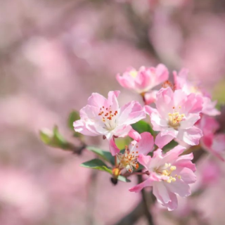 芙蓉之美｜曲水觞觞 可别错过河畔这抹春