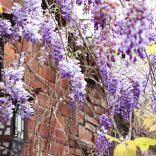 芙蓉之美｜紫藤花下的春和景明