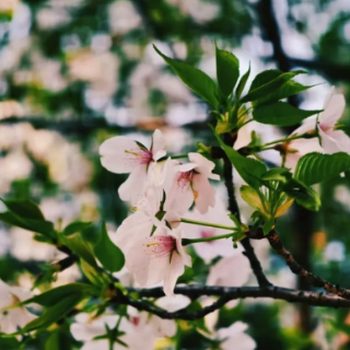 芙蓉之美｜天也醉花海，云脚乱蹒跚