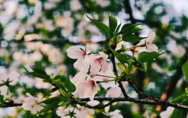芙蓉之美｜天也醉花海，云脚乱蹒跚