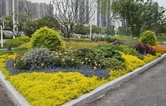 叮！请查收您的这份芙蓉花事图鉴