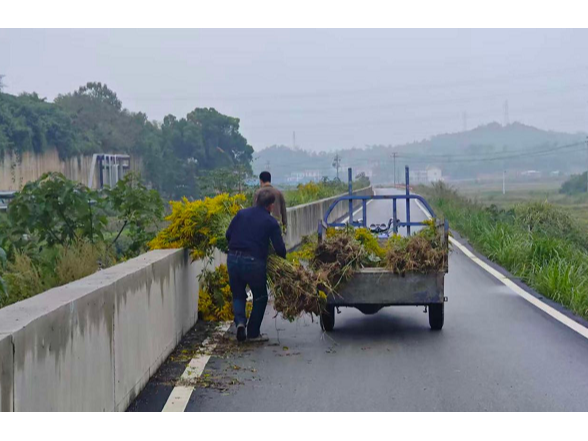 云溪区长岭街道：清除加拿大一枝黄花 守护绿水青山