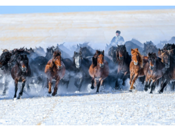 学习新语｜骏马追风扬气魄
