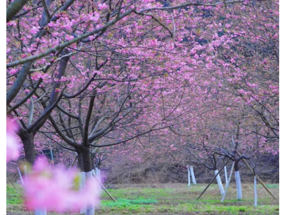 樱花开处，乡村蝶变！岳阳云溪区双清生态旅游区的振兴之路@湖南日报