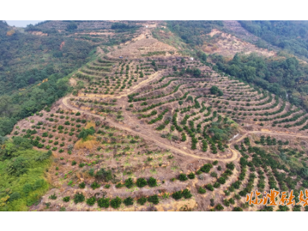 临澧新安镇：以“柚”为媒 激活乡村发展新动能