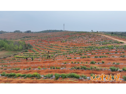 6000亩油茶林开种！临澧万亩高标准油茶基地建设再提速